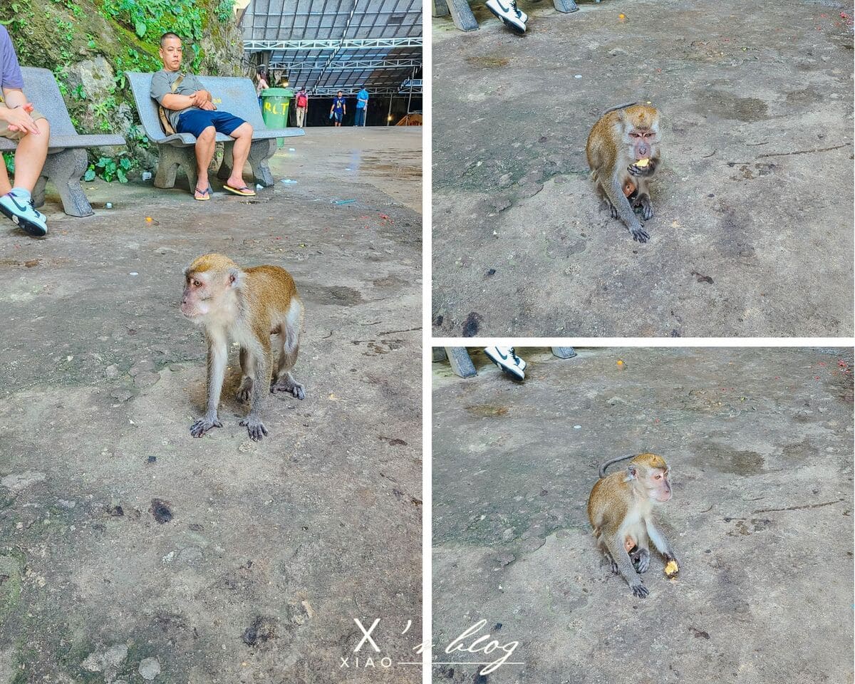 黑風洞的猴子 黑風洞的猴子