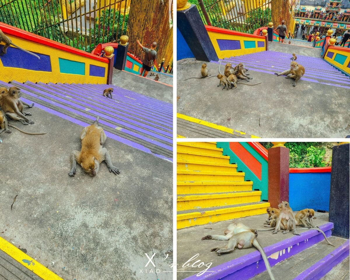 黑風洞 猴王和他的寵妃 黑風洞 猴王和他的寵妃