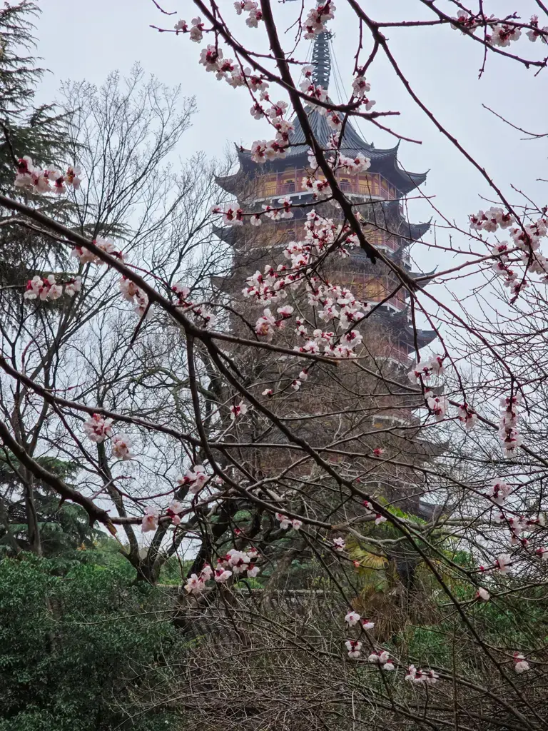 2026 蘇州旅遊攻略|5日遊深度自由行:避開人潮的園林路線、美食、住宿、交通一次搞懂 蘇州自由行行程:在北寺塔梅圃欣賞粉嫩梅花盛開,與蘇州景點標誌性古塔構成絕美古典園林風景,是蘇州旅遊春季必訪。