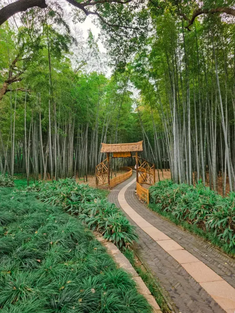 2026 蘇州旅遊攻略|5日遊深度自由行:避開人潮的園林路線、美食、住宿、交通一次搞懂 蘇州虎丘「秀竹成林」景點,蜿蜒竹林小徑與中式竹編牌坊全景