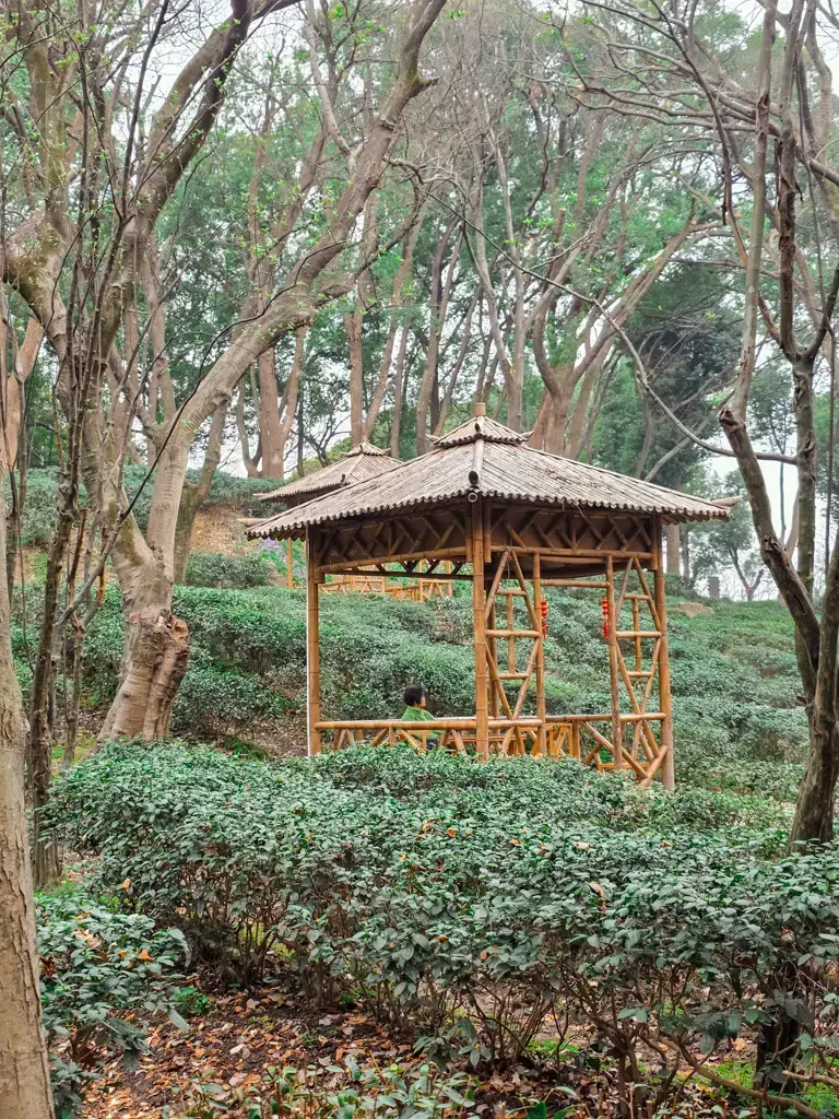 2026 蘇州旅遊攻略|5日遊深度自由行:避開人潮的園林路線、美食、住宿、交通一次搞懂 蘇州虎丘雲在茶香景點,座落於綠意茶園中的古樸竹造涼亭與中式園林景觀。