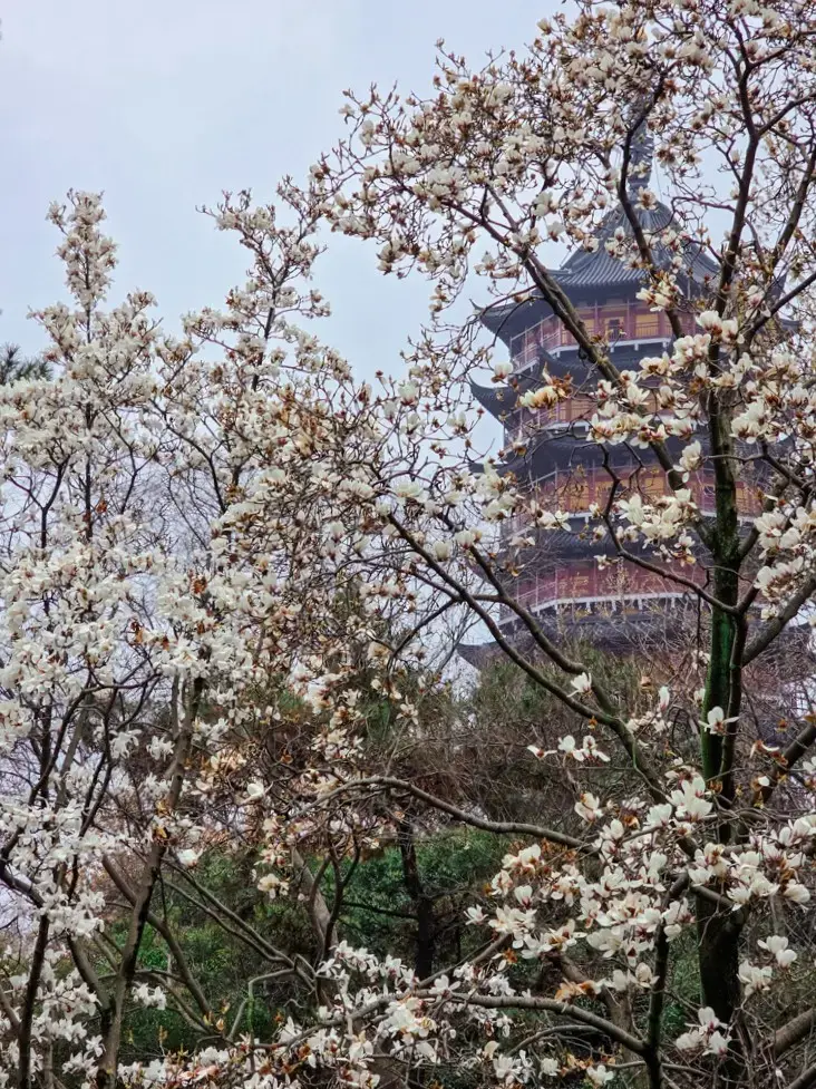 2026 蘇州旅遊攻略|5日遊深度自由行:避開人潮的園林路線、美食、住宿、交通一次搞懂 蘇州旅遊春天必看:北寺塔報恩寺梅圃內的繁花盛開,與古塔相映成趣,是蘇州自由行探索古典園林之美的最佳蘇州景點攝影位。