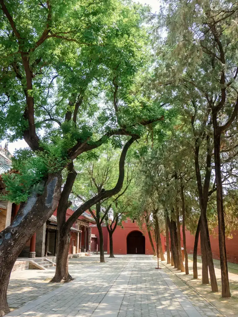 山西運城解州關帝廟院落景致實拍,寬闊的青磚古道兩側高大古樹成蔭,陽光透過樹葉灑落,盡頭為古典的紅色城牆與圓形拱門。