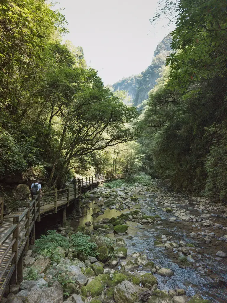 張家界大峽谷谷底木棧道，沿著清澈溪流與茂密山林延展的平緩徒步路線